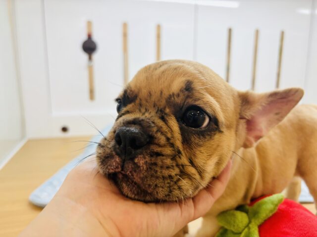 フレンチブルドッグ