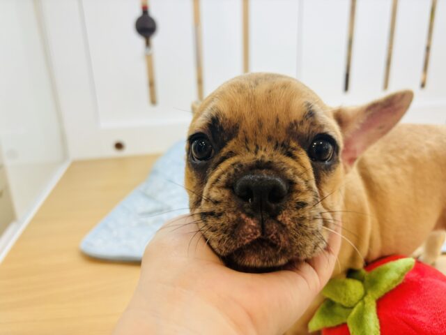 フレンチブルドッグ