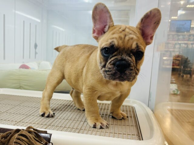 フレンチブルドッグ
