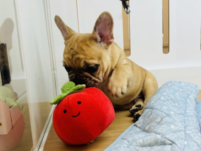 フレンチブルドッグ