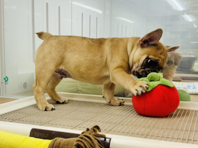 フレンチブルドッグ