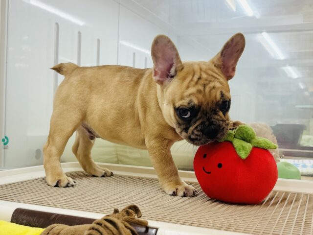 フレンチブルドッグ