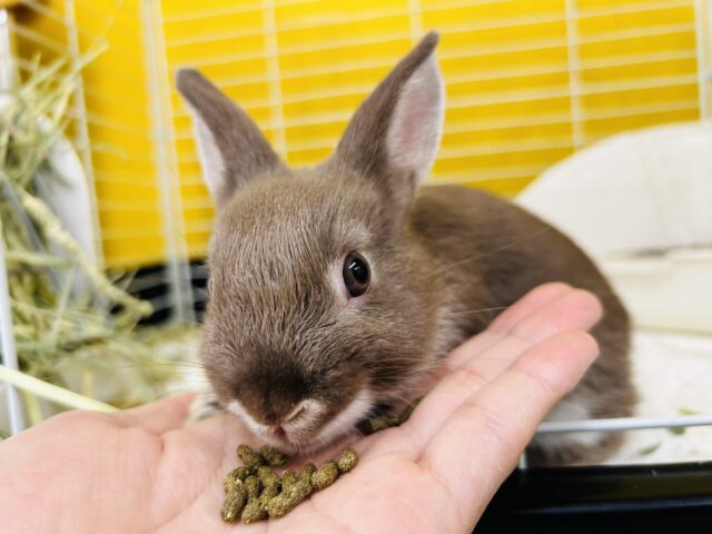 ネザーランドドワーフ