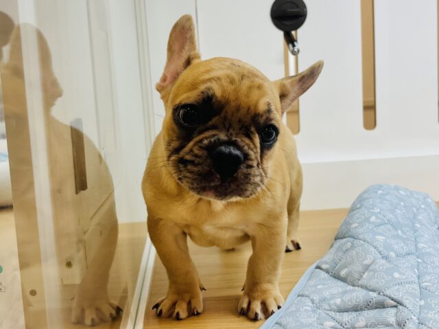 フレンチブルドッグ