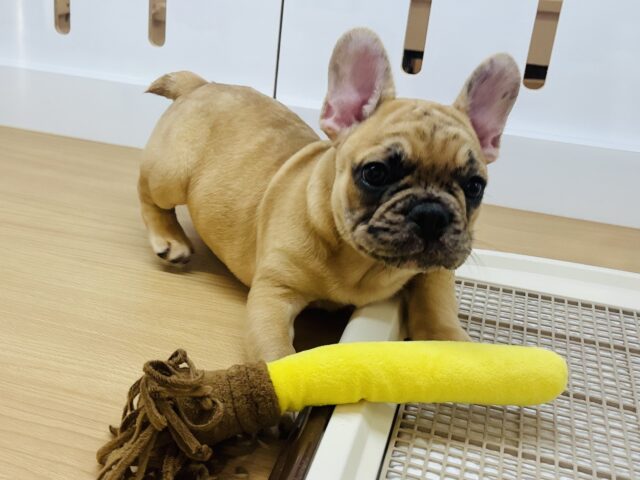 フレンチブルドッグ