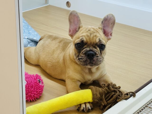 フレンチブルドッグ