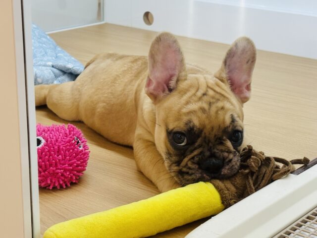 フレンチブルドッグ