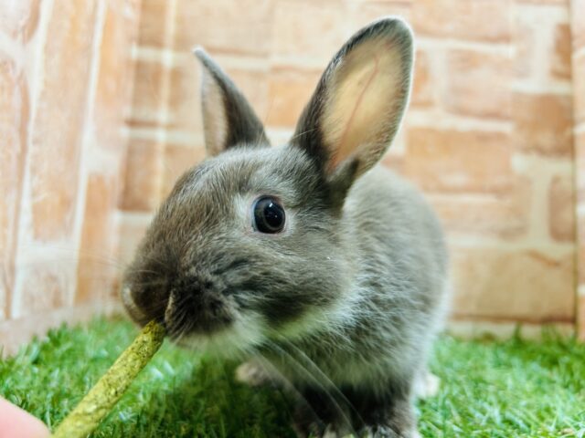 ネザーランドドワーフ