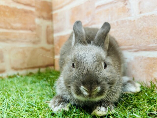 ネザーランドドワーフ