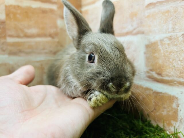 ネザーランドドワーフ