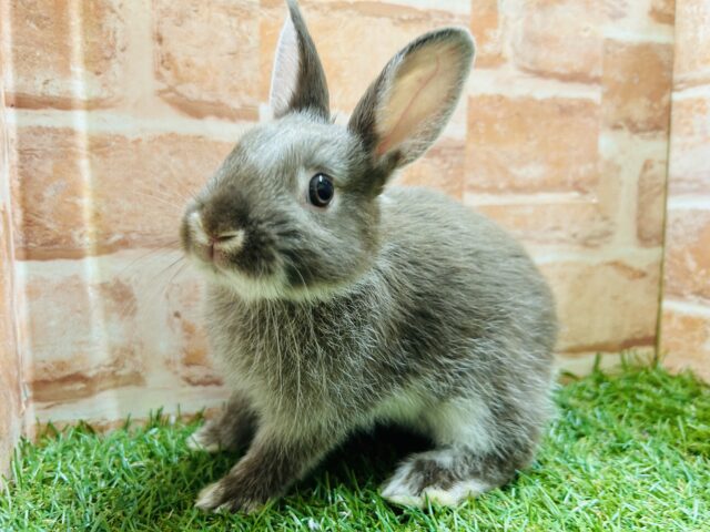 可愛すぎるよ、、❤️‍🔥❤️‍🔥❤️‍🔥　ネザーランドドワーフ(チョコレート系)