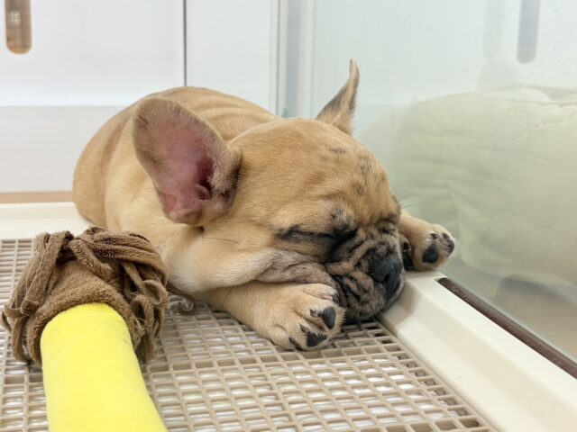 フレンチブルドッグ