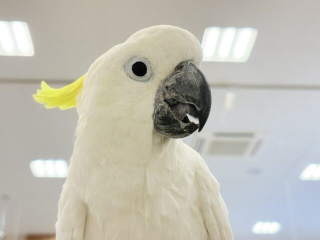 アルーキバタン