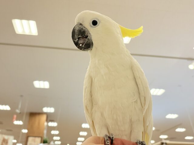 アルーキバタン