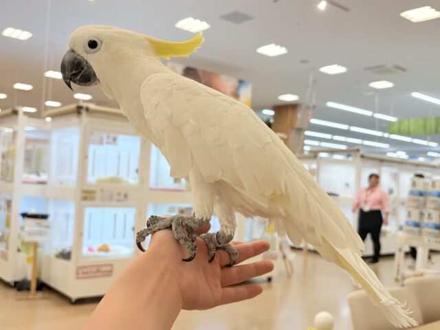 アルーキバタン