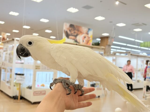 アルーキバタン