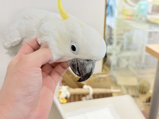 アルーキバタン