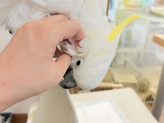 アルーキバタン