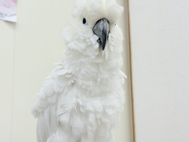 アルーキバタン