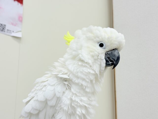 アルーキバタン