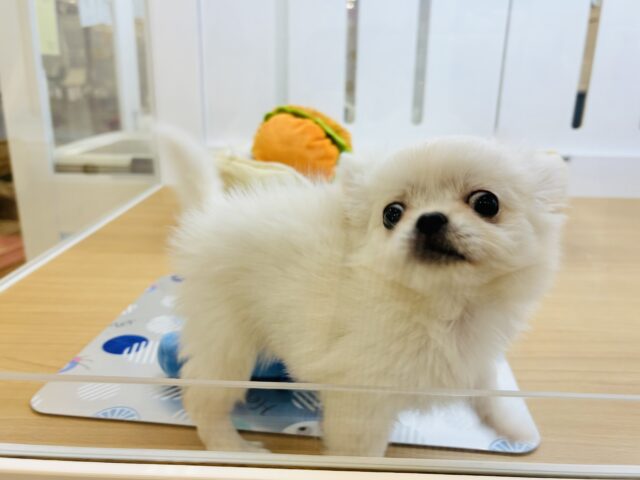 チワペキ（ペキチー、ペキチワ）