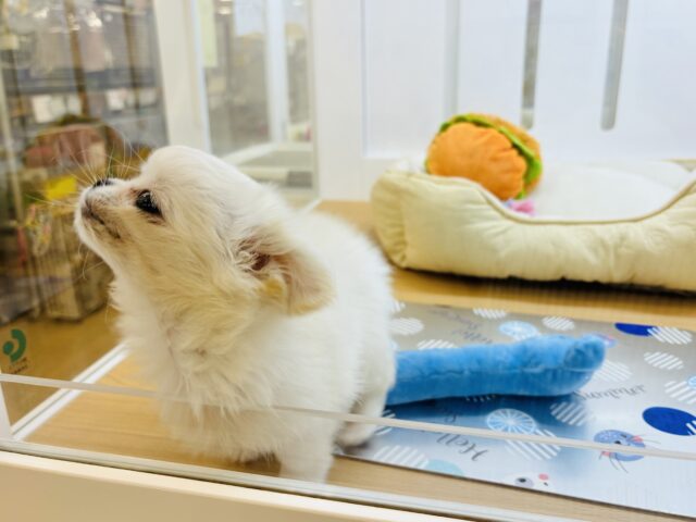 チワペキ（ペキチー、ペキチワ）