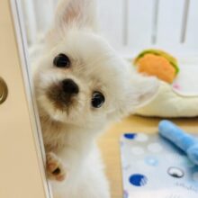 超ホヤホヤ最新画像✨ちびっこあざらし参上〜！？ミックス犬くん(チワワ×ペキニーズ)