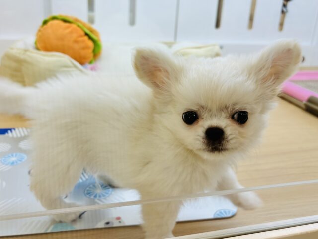 チワペキ（ペキチー、ペキチワ）