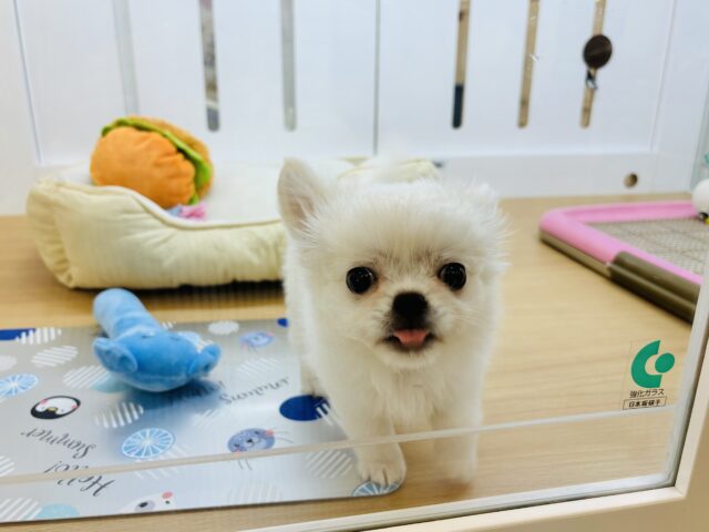 チワペキ（ペキチー、ペキチワ）