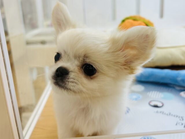 チワペキ（ペキチー、ペキチワ）