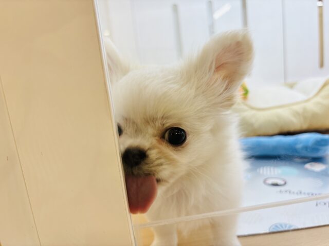 チワペキ（ペキチー、ペキチワ）