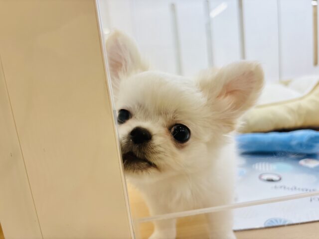 チワペキ（ペキチー、ペキチワ）