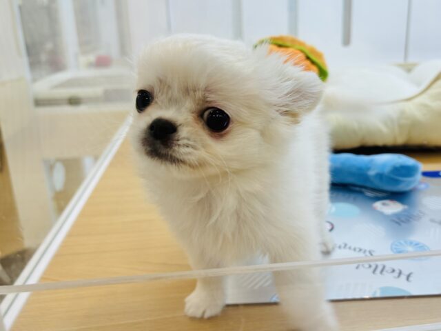 チワペキ（ペキチー、ペキチワ）