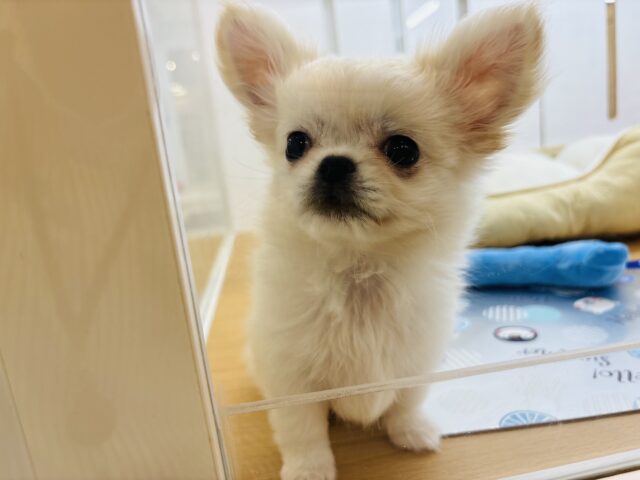 チワペキ（ペキチー、ペキチワ）