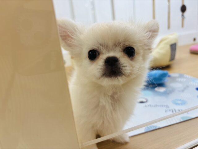 チワペキ（ペキチー、ペキチワ）