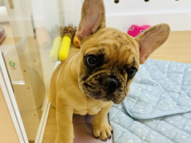 フレンチブルドッグ