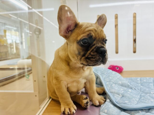 フレンチブルドッグ