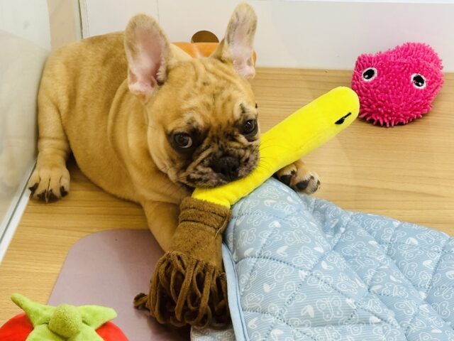 フレンチブルドッグ