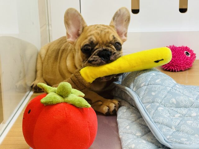 フレンチブルドッグ