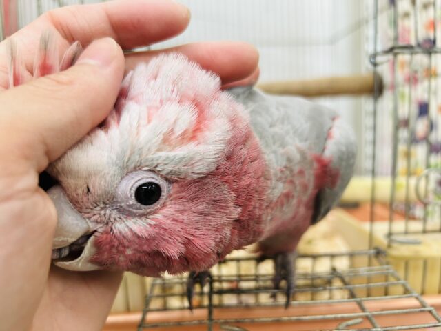 モモイロインコ