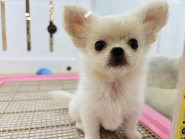 チワペキ（ペキチー、ペキチワ）