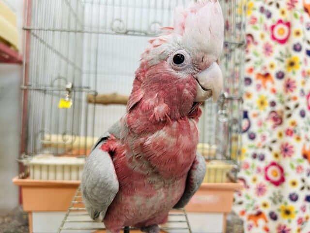 お迎え応援キャンペーン中～☆☆☆ 超絶可愛いモモイロインコ🍑🍑さん🎵