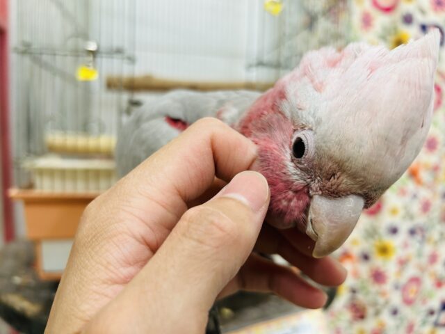 モモイロインコ