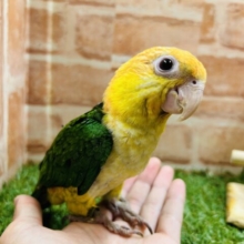甘え上手！！💗🐥💗🐥　シロハラインコ