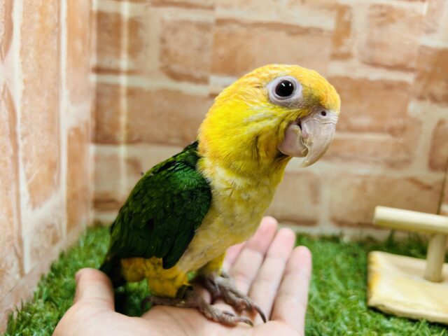 甘え上手！！💗🐥💗🐥　シロハラインコ