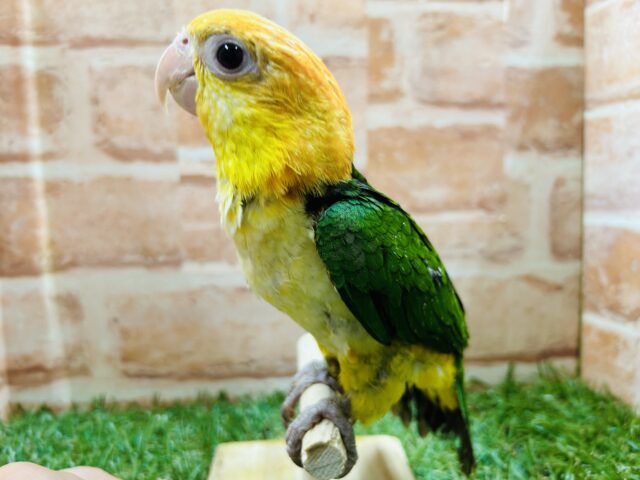 シロハラインコ
