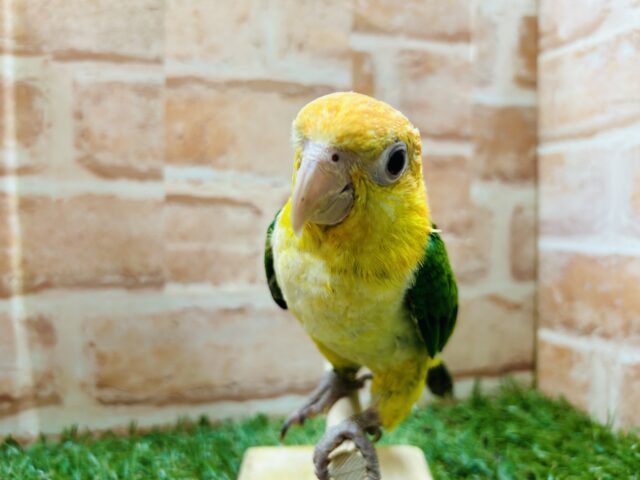 シロハラインコ