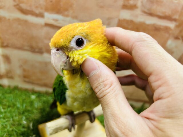 シロハラインコ