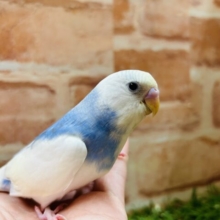 おっとりマイペースなセキセイちゃん🔥🔥🔥　セキセイインコ（レインボーパイド）