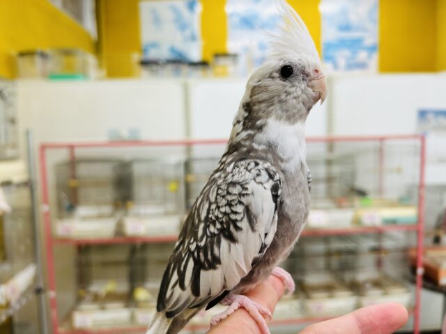 【☆最新画像更新☆】🤍🖤オカメインコ🖤🤍WFパールパイド オカメインコ